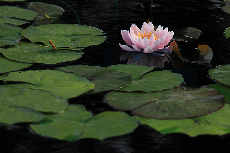 Nymphaea ‘Emily’