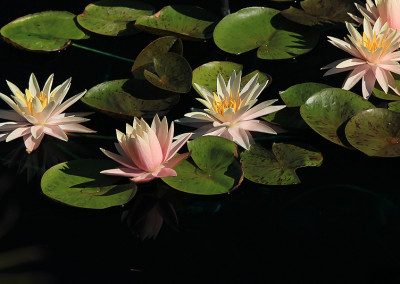 Nymphaea 'Fairy Skirt'