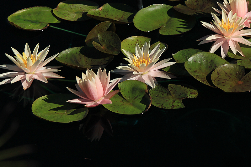 Nymphaea ‘Fairy Skirt’