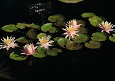 Nymphaea 'Fairy Skirt'