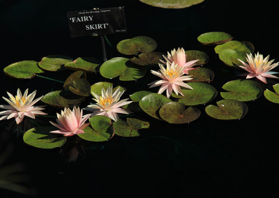 Nymphaea 'Fairy Skirt'