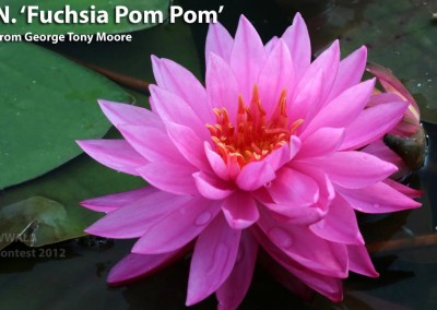 Nymphaea ‘Fuchsia Pom Pom’