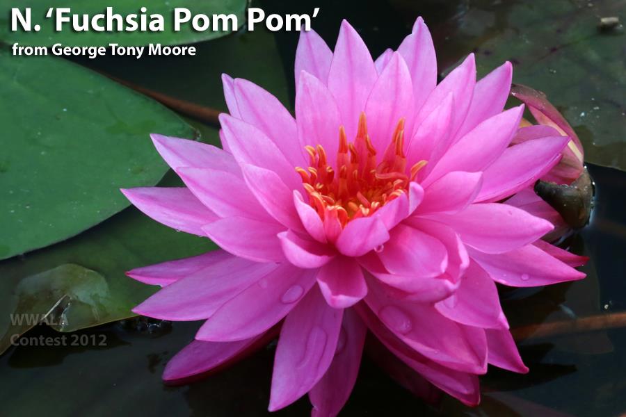 Nymphaea ‘Fuchsia Pom Pom’