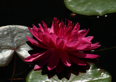 Nymphaea 'Fuchsia Pom Pom'