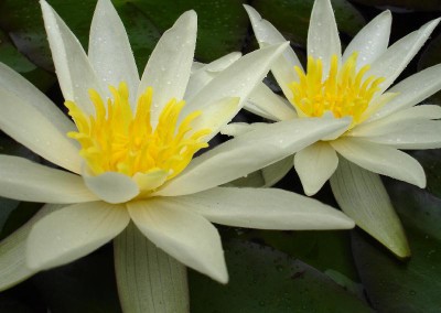 Nymphaea ‘Furio Ersetti’