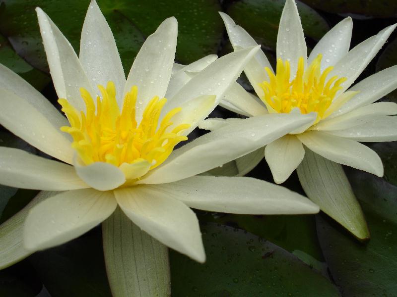 Nymphaea ‘Furio Ersetti’