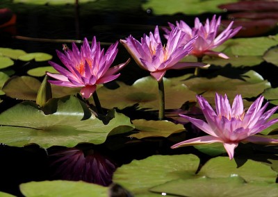 LilyFest 2012