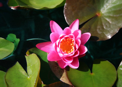 Nymphaea 'Yuh Ling'