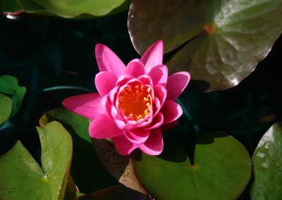Nymphaea ‘Yuh Ling’