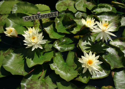 Nymphaea 'Sulphurea Okeechobee'