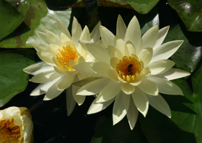 Nymphaea ‘Sulphurea Okeechobee’