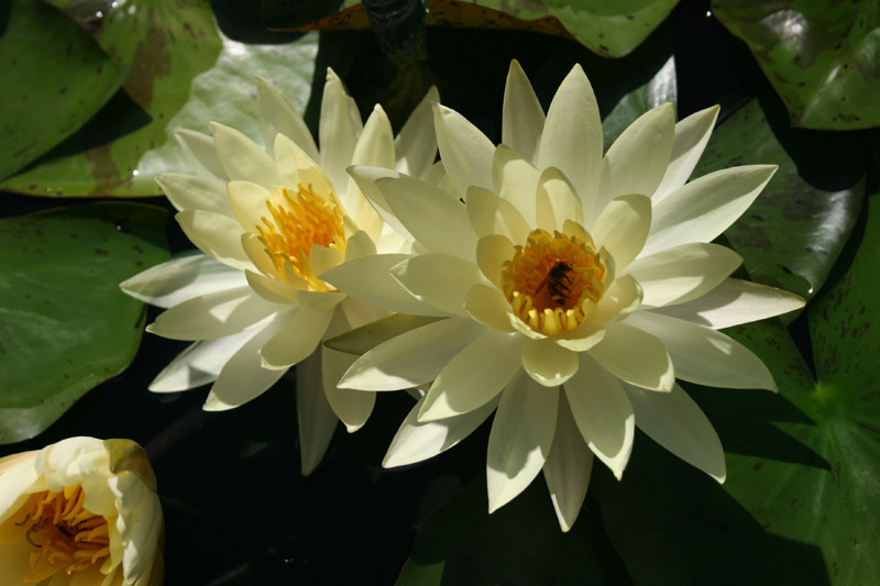 Nymphaea ‘Sulphurea Okeechobee’