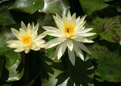 Nymphaea 'Sulphurea Okeechobee'