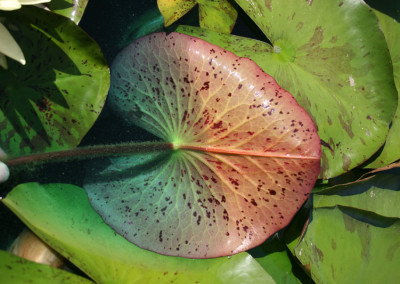 Nymphaea 'Sulphurea Okeechobee'