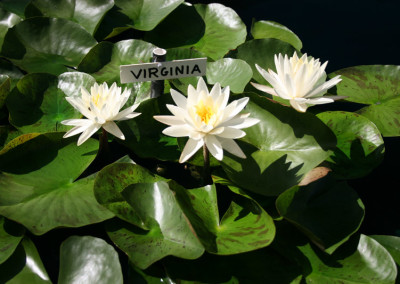 Nymphaea 'Virginia'