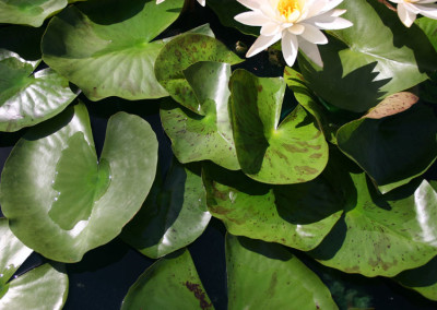 Nymphaea 'Virginia'