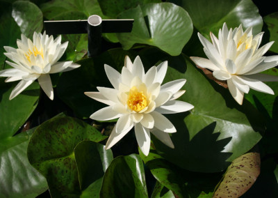 Nymphaea 'Virginia'