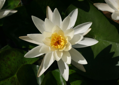 Nymphaea ‘Virginia’