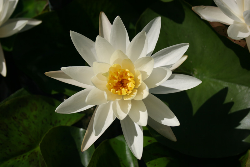 Nymphaea ‘Virginia’