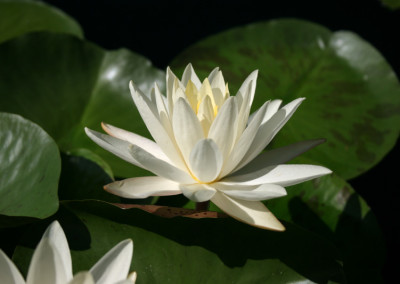 Nymphaea 'Virginia'