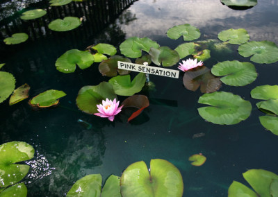 Nymphaea 'Pink Sensation'