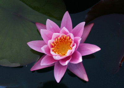 Nymphaea ‘Pink Sensation’