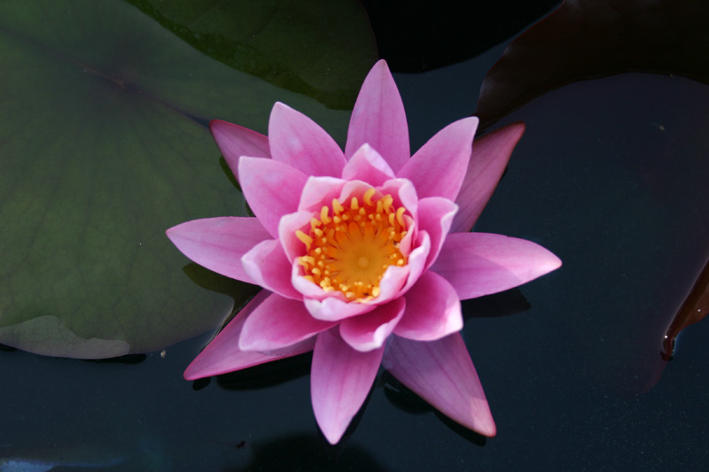 Nymphaea ‘Pink Sensation’