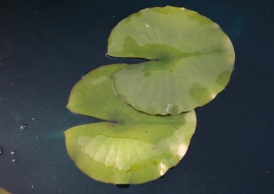 Nymphaea 'Pink Sensation'