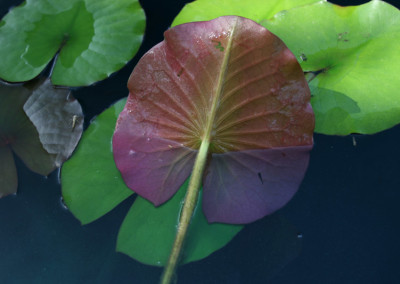 Nymphaea 'Pink Sensation'