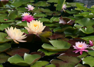 Nymphaea 'Clyde Ikins'