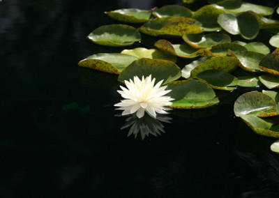 Nymphaea 'Concordia'