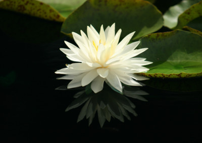 Nymphaea 'Concordia'