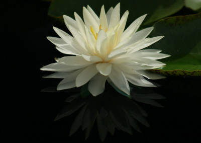 Nymphaea ‘Concordia’