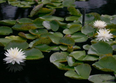 Nymphaea 'Concordia'