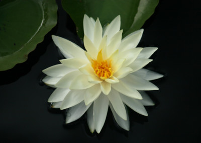 Nymphaea 'Concordia'