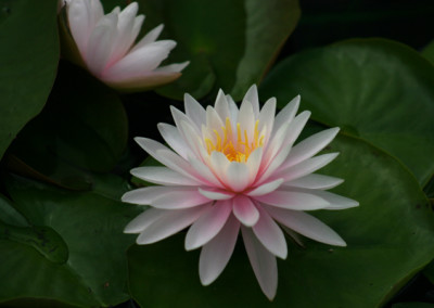 Nymphaea 'Perry's Pink Heaven'