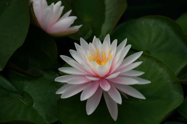 Nymphaea ‘Perry’s Pink Heaven’
