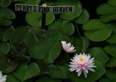 Nymphaea 'Perry's Pink Heaven'