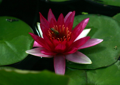 Nymphaea 'Escarboucle'