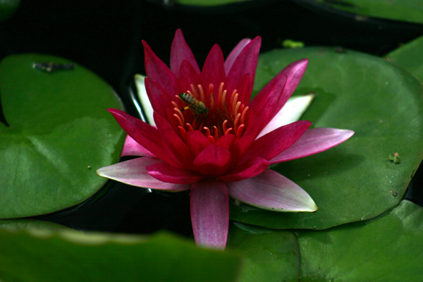 Nymphaea ‘Escarboucle’