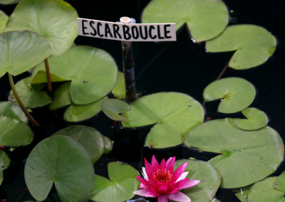 Nymphaea 'Escarboucle'