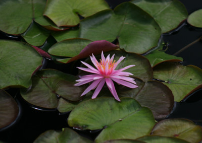 Nymphaea ‘Perry’s Cactus Pink’