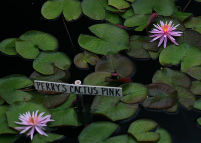 Nymphaea 'Perry's Cactus Pink'