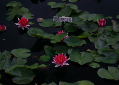 Nymphaea 'Robinsonii'