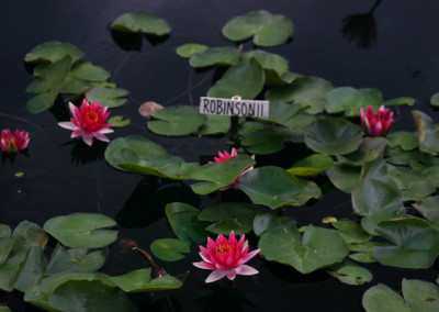 Nymphaea 'Robinsonii'