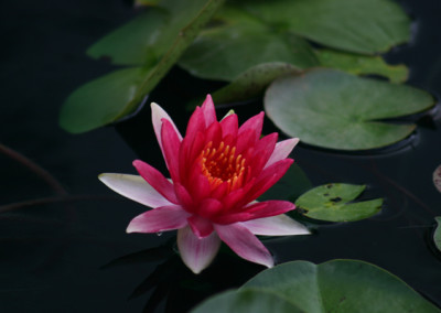 Nymphaea 'Robinsonii'