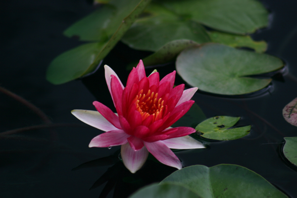 Nymphaea ‘Robinsonii’