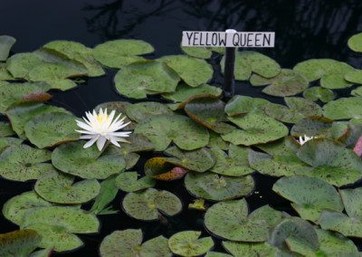 Nymphaea 'Yellow Queen'