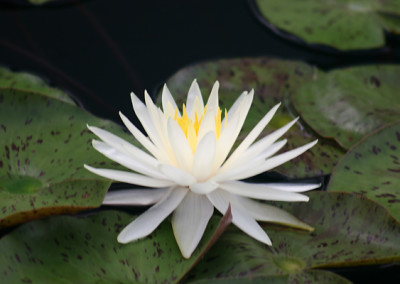 Nymphaea 'Yellow Queen'