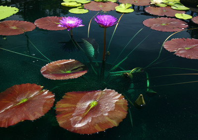 Nymphaea ‘Ultra Violet'